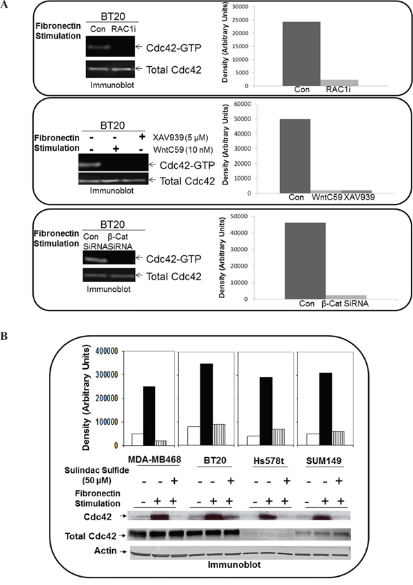 Effect of RAC1 inhibitor, WP modulators, sulindac sulfide and beta-catenin siRNA on fibronectin-mediated activation of Cdc42 in TNBC cells.