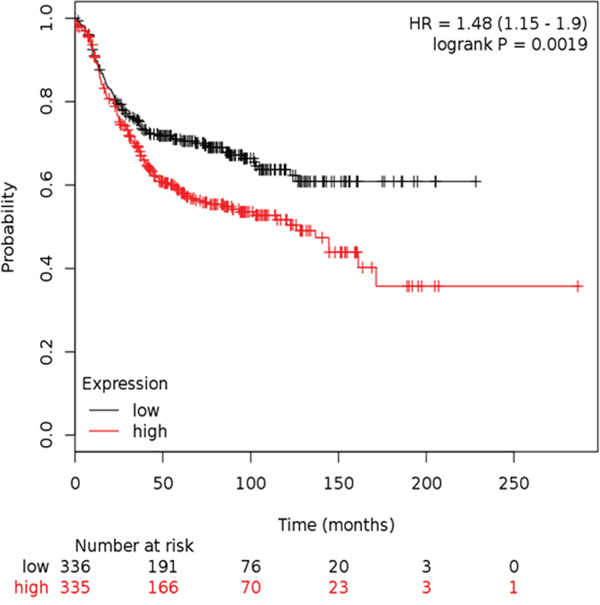 Kaplan-Meier survival for RFS split on the median expression of Affymetrix probe 208640_at RAC1 in IHC determined ER-ve samples in the HAS breast cancer cohort.