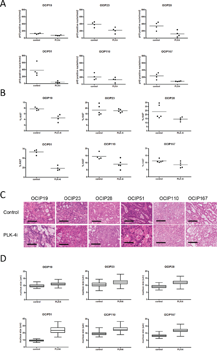 Treatment with CFI-400945 results in reduced tumor cell proliferation.
