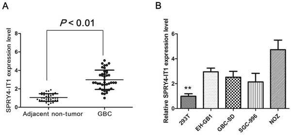 Expression of SPRY4-IT1 were increased in GBC tissues and cell lines.