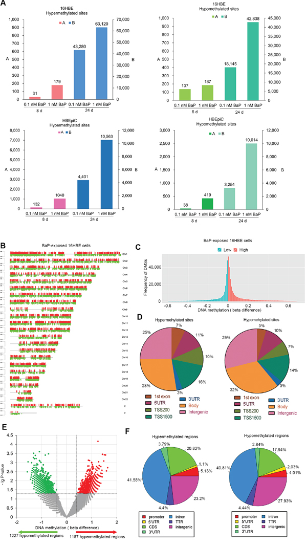 DNA methylation profiling in BaP-exposed IHBECs and murine tissues.