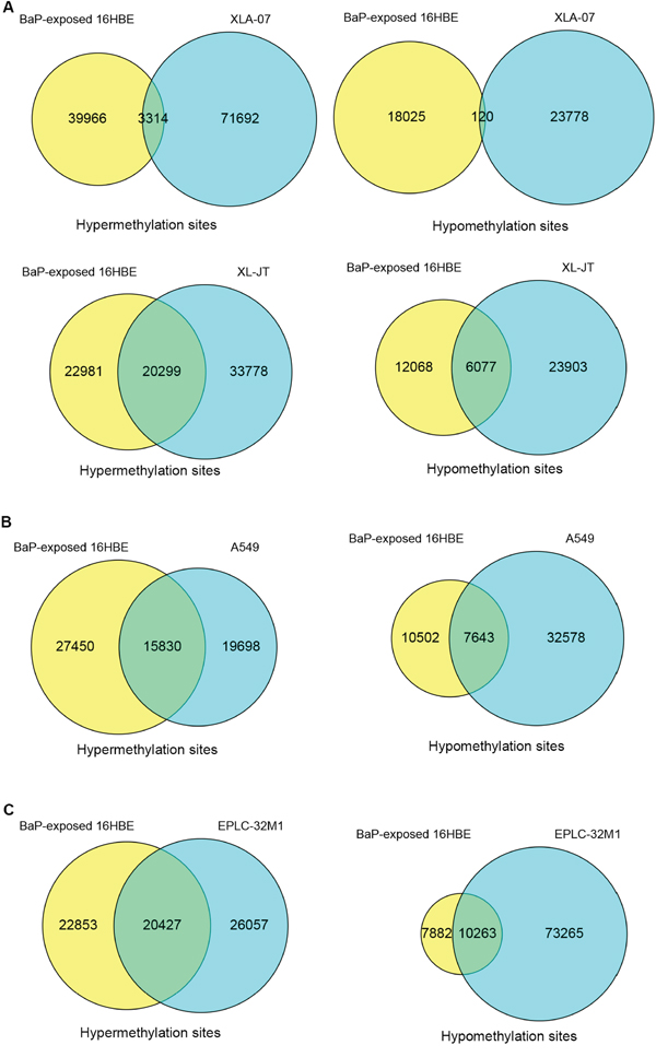 Comparison of DMSs between BaP-exposed IHBECs and lung cancer cell lines using a Venn diagram.