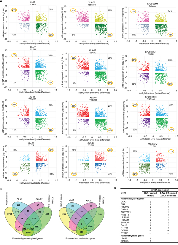 Relationships between DNA methylation and gene expression.