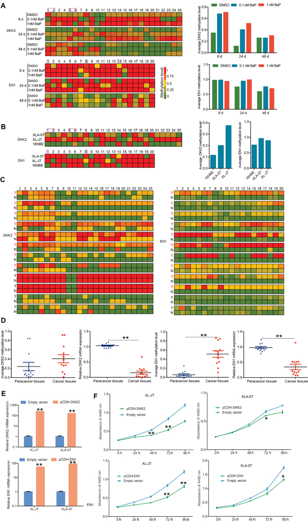 Quantitative analysis of promoter hypermethylation and mRNA expression, and functional investigation of DKK2 and EN1.