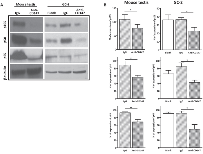 Immunodepletion of CD147 suppresses the canonical NF&#x03BA;B signaling.