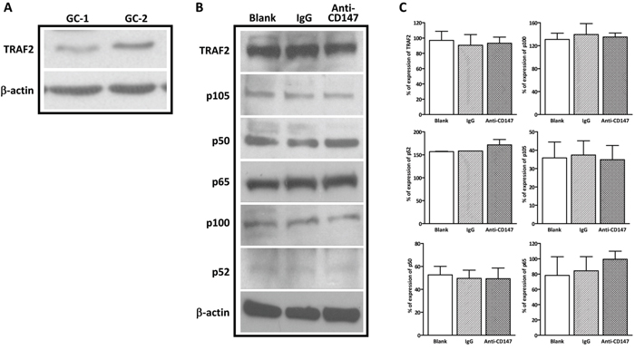 Immunodepletion of CD147 has no effect on the NFkB signaling in spermatogonia.