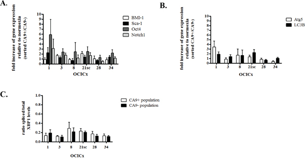 CA9+ cells do not exhibit increase in the expression of stem cell or autophagy markers in the OCICx 1, 3, 8, 21sc, 28 and 34.