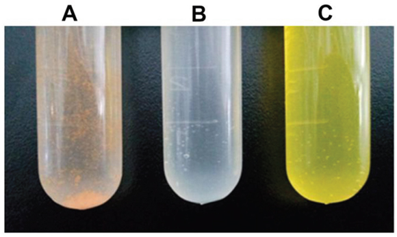 The solution of Cur-NPs in test tube.