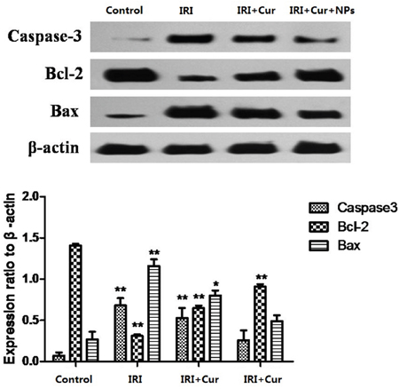 Changes in Expression levels of caspase-3, Bax, and Bcl-2 proteins in each group.