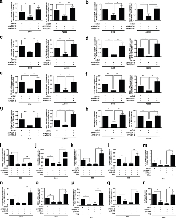 VEGF-C enhances the cancer stemness properties in skin cancer.
