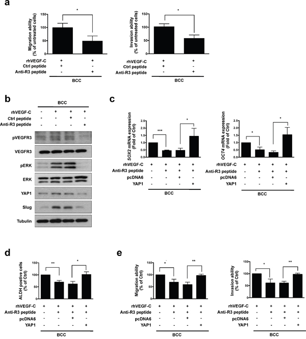 Anti-VEGFR3 peptide represses VEGF-C-induced signaling, cell mobility and cancer stemness in skin cancer.