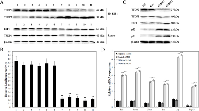 Inhibition of endogenous E2F1 transcriptional activity.