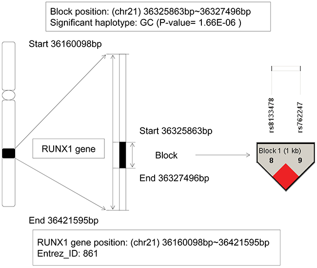 The haplotype analysis result of RUNX1 gene.