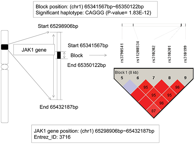 The haplotype analysis result of JAK1 gene.