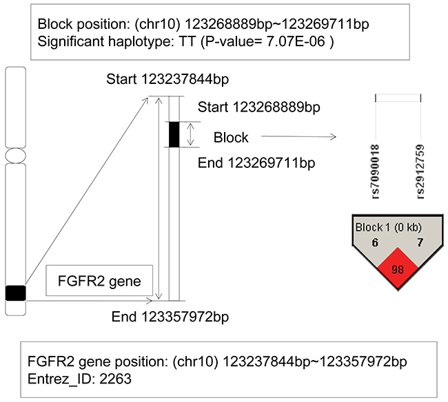 The haplotype analysis result of FGFR2 gene.