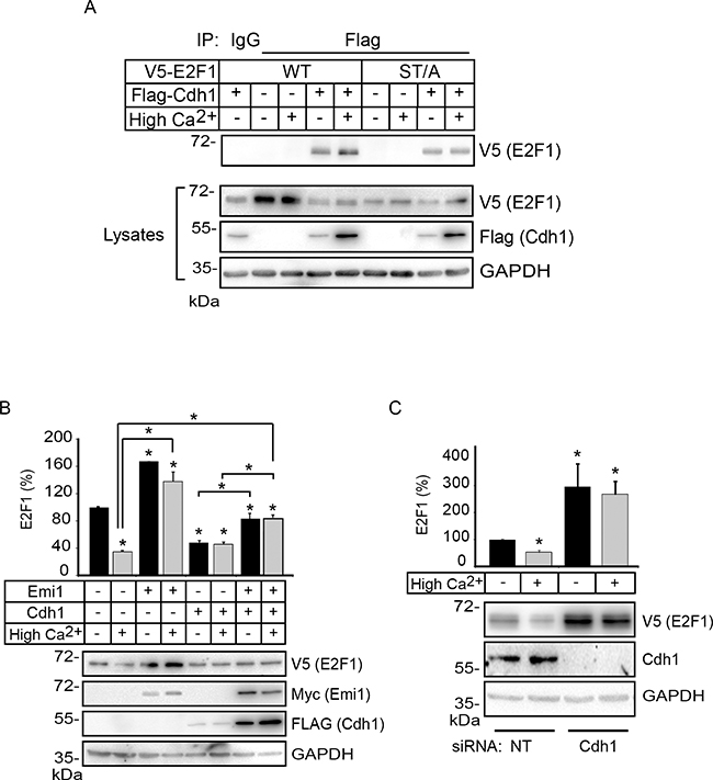 Cdh1 interacts with E2F1 and promotes its degradation in differentiating keratinocytes.