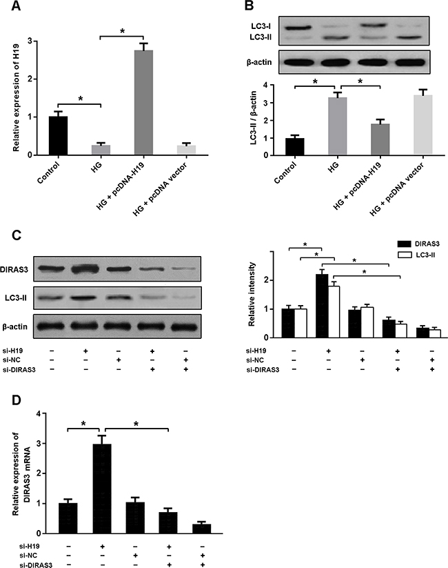 H19 is involved in high glucose-induced autophagy by regulating DIRAS3.