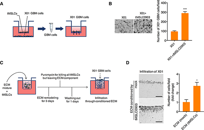 tMSLCs enhances invasiveness of GBM cells by remodeling ECM.