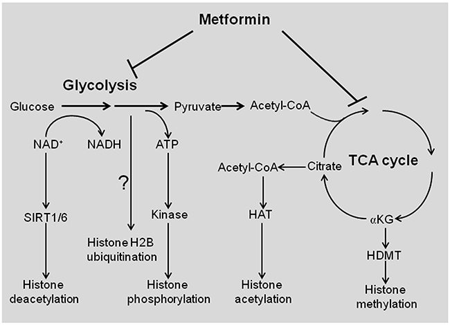 Schematic representation of metabolism-controlled histone modifications by metformin.