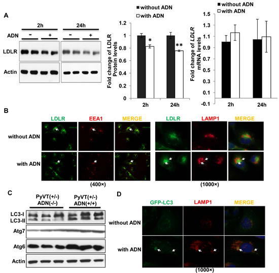 Adiponectin promoted trafficking of the LDLR to lysosome for degradation through increasing autophagosome formation.
