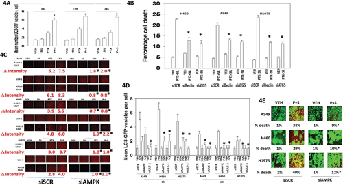 Pemetrexed-AMPK-ULK1 signaling is essential for the induction of toxic autophagy.
