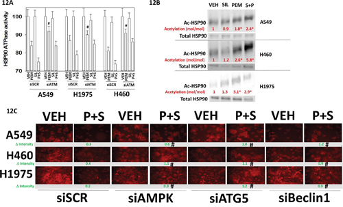 ATM signaling mediates the pemetrexed -induced inactivation of HSP90.