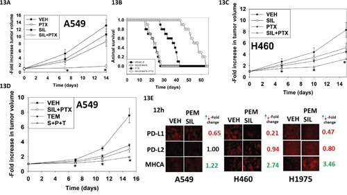 Sildenafil enhances the anti-tumor effects of pemetrexed in vivo.
