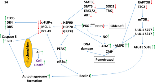 A simplified model of the molecular pathways by which pemetrexed and sildenafil combine to kill lung cancer cells.