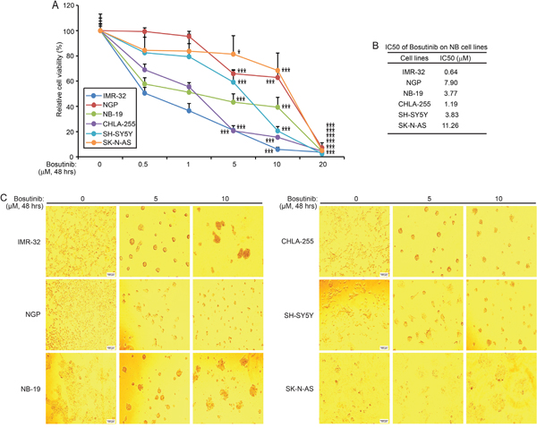 Bosutinib inhibits NB cell proliferation in a panel of NB cell lines.