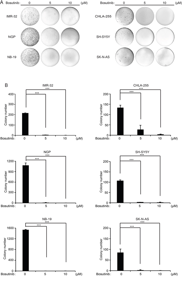 Bosutinib suppresses the colony formation ability of six NB cell lines.