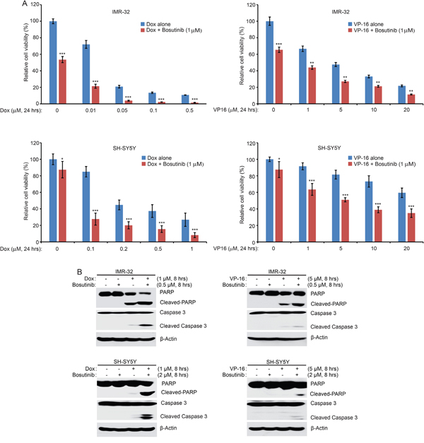 Bosutinib enhances the cytotoxic effects of Dox and VP-16 in NB cells.