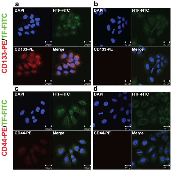 TF expression on lung cancer H460 CD133+ CSCs isolated from subcutaneous human lung tumor xenografts in mice.