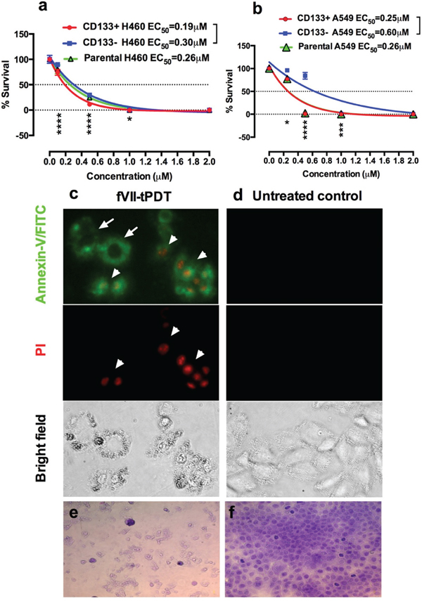 TF-targeted PDT with fVII-SnCe6 is effective in eradicating CD133+ CSCs and CD133- non-CSC cancer cells by inducing apoptosis and necrosis.