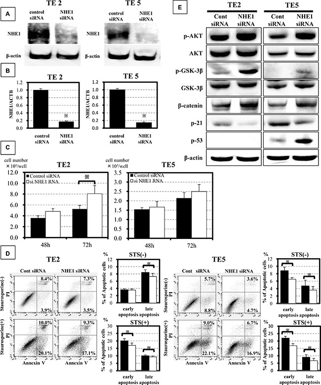 NHE1 controlled proliferation and apoptosis in ESCC cells via the PI3K-AKT pathway.