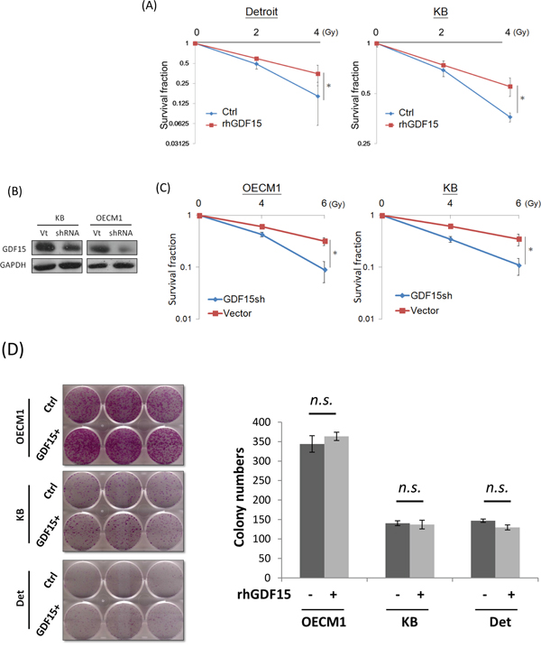 GDF15 contributes to cancer cell radioresistance but not cell growth.