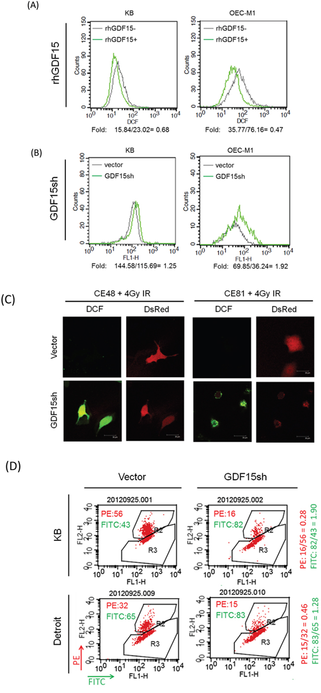 GDF15 suppresses the intracellular reactive oxygen species levels by altering the mitochondrial membrane potential.