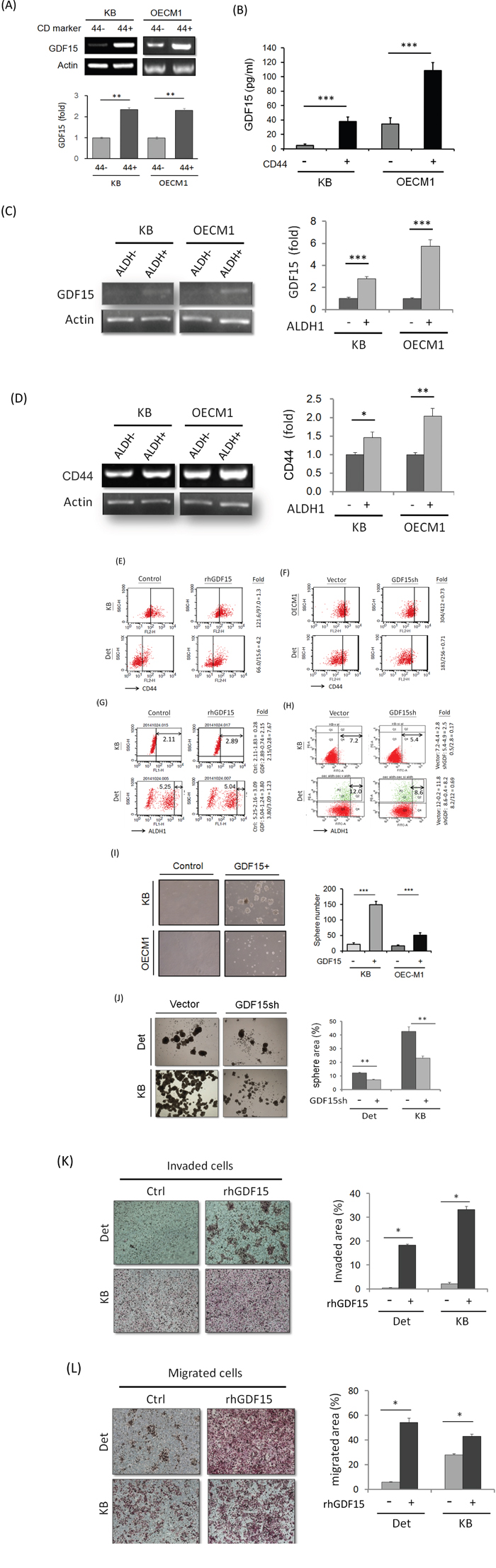 GDF15 promotes cancer stemness via facilitation of CD44+ and ALDH1+ cell populations.