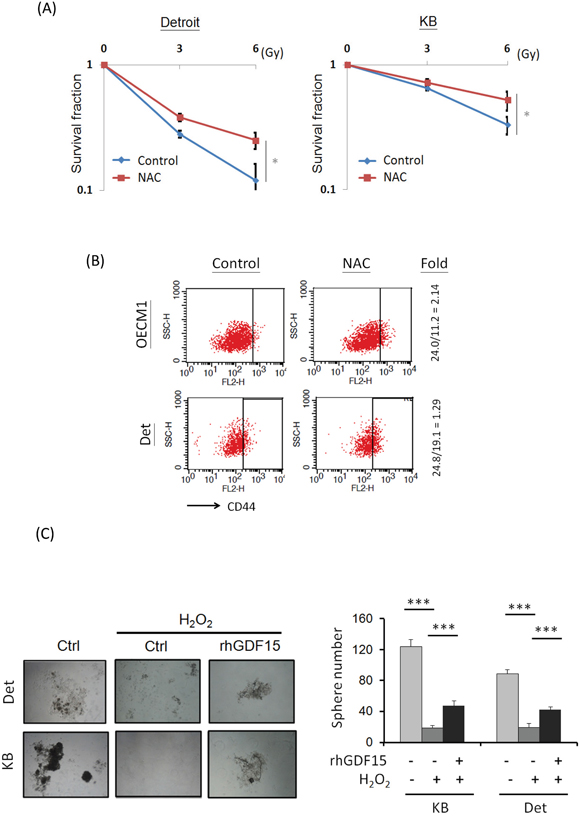 GDF15 modulates cellular ROS levels to promote cancer stemness.