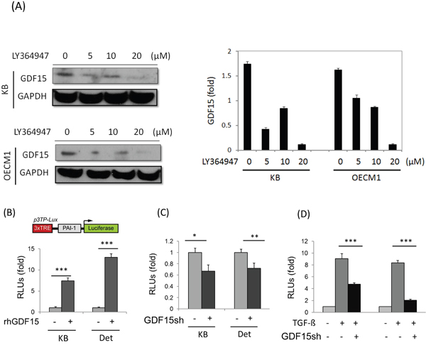 GDF15 regulates cellular functions through similar downstream pathway of TGF-&#x03B2;.