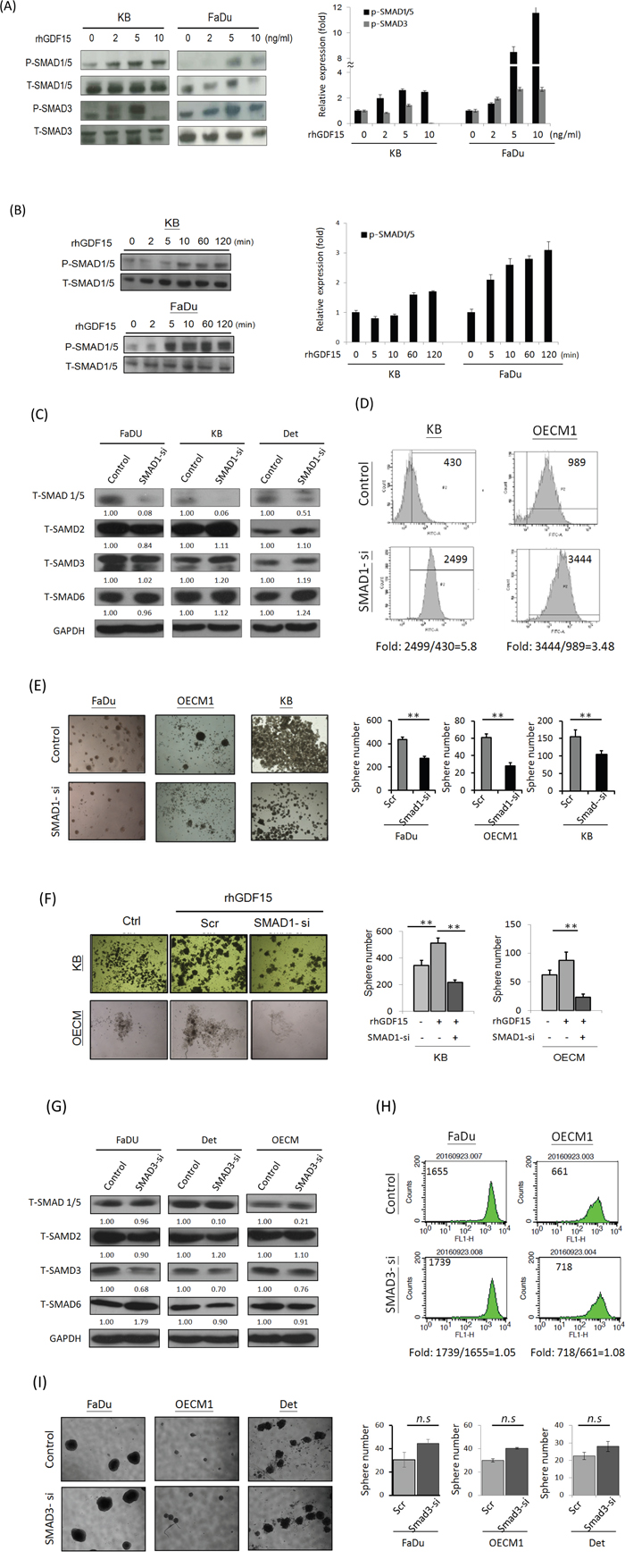 GDF15 regulates cellular functions via a SMAD-associated signaling pathway.