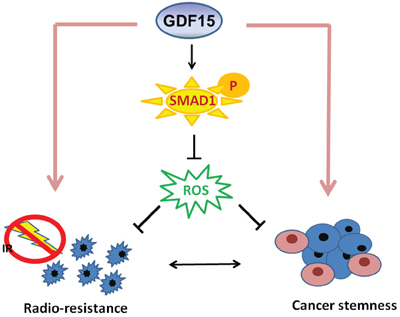 Diagram of the mechanism by which GDF15 contributes to radioresistance and cancer stemness through regulating ROS levels via a SMAD-associated pathway.