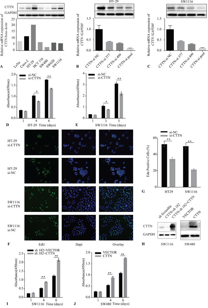 Downregulation of CTTN reduces cancer cell proliferation.