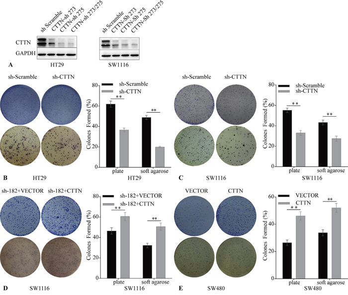 Downregulation of CTTN induces reduction of CRC cell clonogenicity.