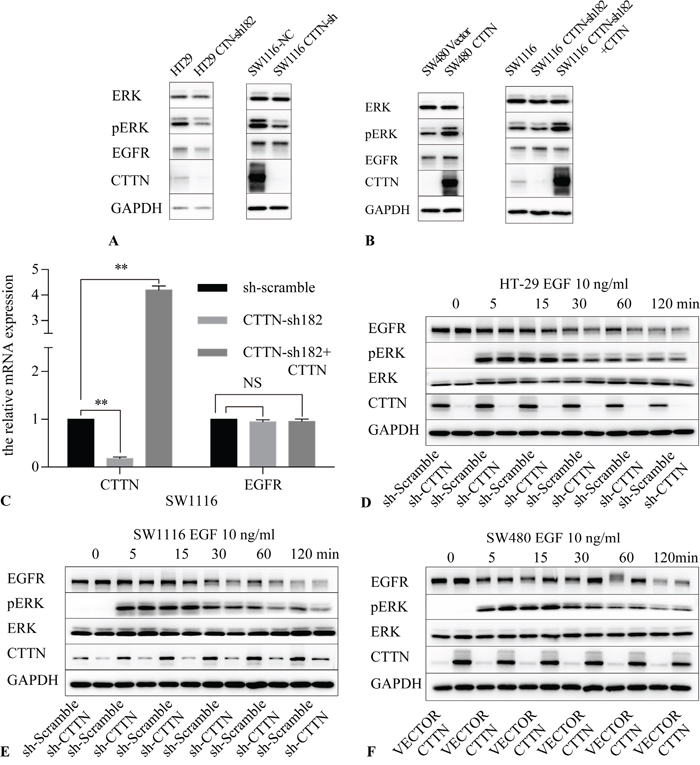CTTN expression activates the MAPK pathway.