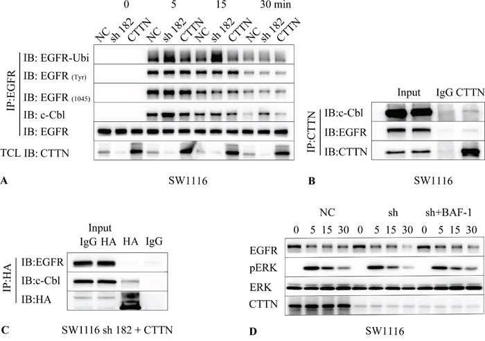 CTTN attenuates EGF-induced EGFR ubiquitination by interaction with c-Cbl.
