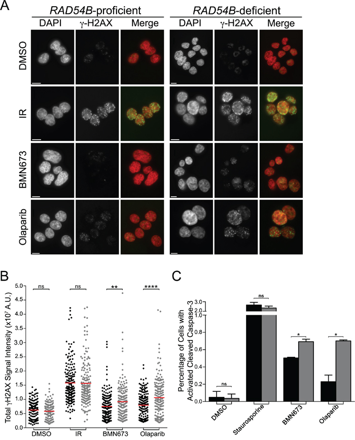 BMN673 and Olaparib induce preferential increases in &#x03B3;-H2AX and cleaved Caspase-3 signal intensities in RAD54B-deficient cells.