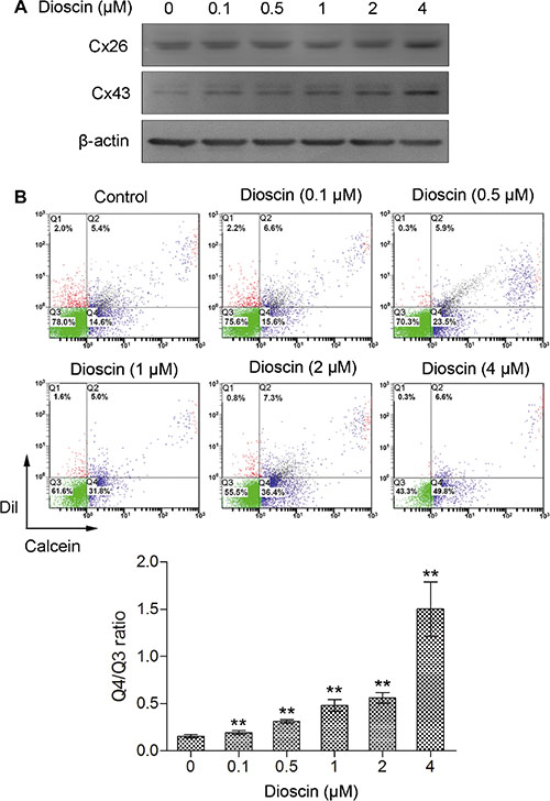Increase of GJIC by dioscin in B16 melanoma cells.
