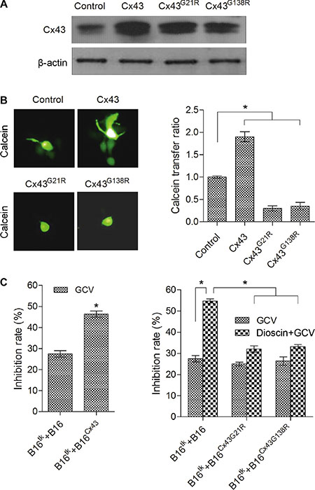 Attenuation of dioscin-induced bystander effect of suicide gene therapy in B16 cells by dominant negative Cx43.