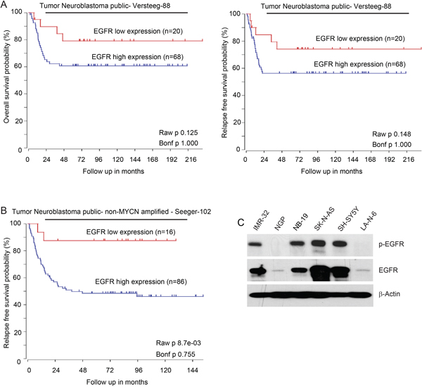 High expression of EGFR predicts poor outcomes in NB patients.