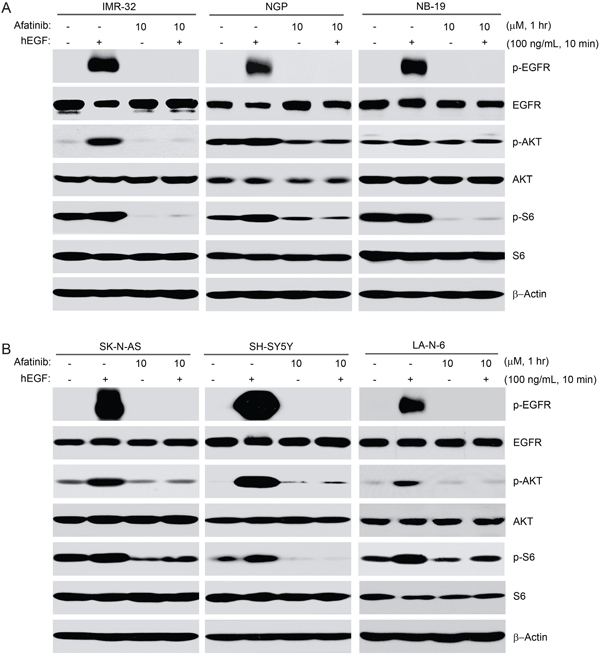 Afatinib blocks EGF-induced phosphorylation of EGFR, AKT and S6 in NB cells.